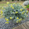 semillas de la planta de flor paja - Semillas flores para invernaderos, balcones y prados abejas Decoración jardín para exteriores cobertura del suelo plantas balcón bonsái flores 400pcs