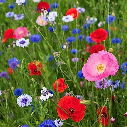 EFA International, Wildflower Seeds UK, Meadowmax Paradise for Pollinators, UK Native Wildflower Seed, Wild Flowers Seeds UK, Attract Bees and Butterflies (8 Grams)