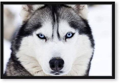 Pixxprint Husky, Poster im Bilderrahmen, Format: 55x40cm, Kunstdruck gerahmt