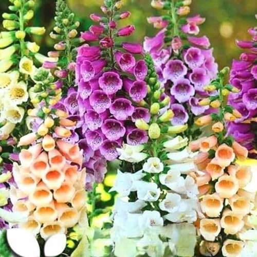 Foxglove Dwarf Foxy Mix 8 000 Seeds + Plant tag + Freebie - Digitalis purpurea - First Year Flowering