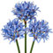 Hollyone 3PCS künstliche Agapanthus Blumen für Dekoration, 30'' Long Stem Real Touch Fake afrikanischen Lilie Blumen blau, Faux Seide Lilie Blume für Frühling Home Office Hochzeit Tisch Centerpiece