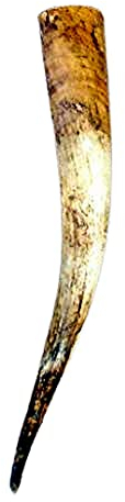 Naturhorn Watussi Longhorn, ca. 60-65 cm, 1,2-1,4 Liter Volumen,für Met-Wikinger-LARP- Mittelalter-Drinking Horn-Methorn, Germanenhorn, ein echtes Wikinger Geschenk