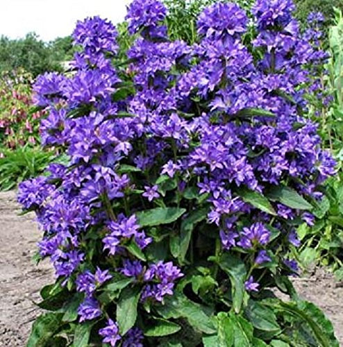 Campanula Glomerata 'Freya' Perennial XXL Supersize Plug Plants Pack x3