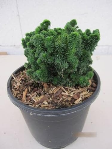 Thuja plicata Haley Bob - Zwerg-Lebensbaum Haley Bob