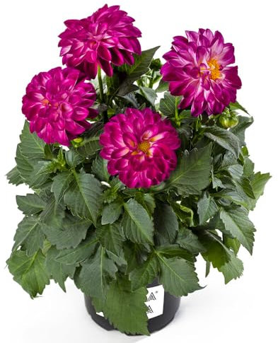 DALIA - Elegancia Floral en su Estado Más Natural