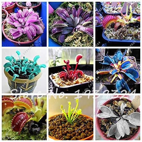 Gemischt: 100 Stücke Blau Insektenfressende Pflanze Exotische Samen Importiert Dionaea Muscipula Seltene Venus Fliegenfalle Bonsai Samen Topf Orquideas Para