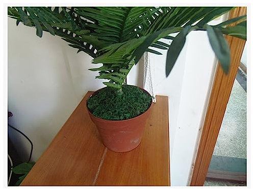 TOPPERFUN 3packungen Getrocknetes Moos Grünpflanzen Für Wohn Garten Dekoration Pro Packung Künstliche Deko Pflanzen Für Terrasse Balkon Büro Und DIY Landschaftsgestaltung