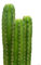20 semi di cactus San Pedro Trichocereus Pachanoi Pianta decorativa cerimoniale
