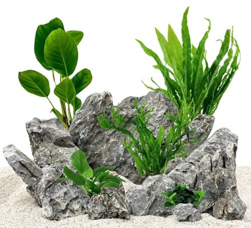 AquaOne Aquarium Pflanzen I Die 5 einfachsten Wasserpflanzen für Anfänger! I Einsteiger Aquarienpflanzen I Langsam wachsende Anubias Microsorum I Basic Starter Set