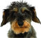 WildeBabsKLBT 15cm WUNSCHTEXT Hochwertiger Aufkleber Sticker Decal Autoaufkleber Namen Buchstaben Schriftzug Spruch Hund Welpe Foto Bild Rauhaar-Dackel