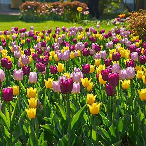 Bulbos De Tulipanes Variados, Planta Natural, Bulbo Tulipan Flores Naturales Para El Jardín - Bulbos De Tulipán De Colores Variados Para Decorar La Casa Por Dentro Y Por Fuera - 5 piezas