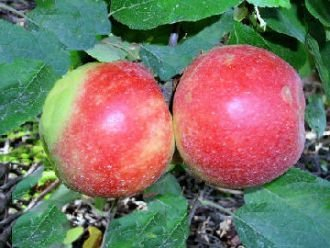 Drei Apfelbäum Elstar Apfel Elstar - Malus Elstar Containerware 120-160 cm hoch Gartenbaum - 3 Stück