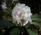 100 Rhododendron Traillianum Samen, Strauch Samen