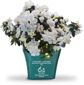 AIRC Azalea della Ricerca