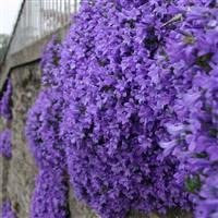 6 x Campanula garganica Cottage Garden Perennial Plug Plants