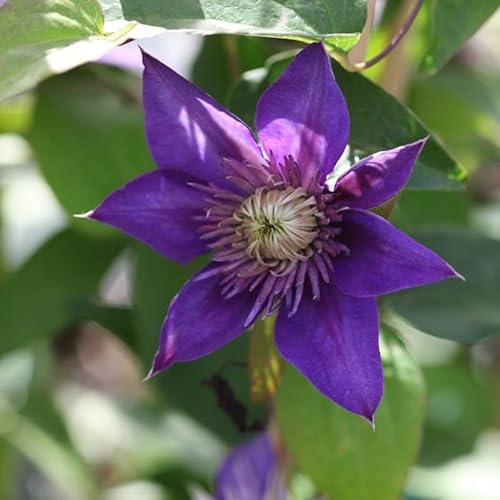 Waldrebe 'Multi Blue' - Clematis ‘Multi Blue' - 50-60 cm Topf