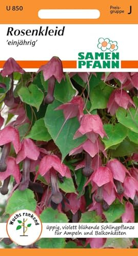 SAMEN PFANN® Rosenkleid (Rhodochiton) - Blumen-Samen Kletterpflanzen-Samen Saatgut Samen (Rhodochiton atrosanguineus)