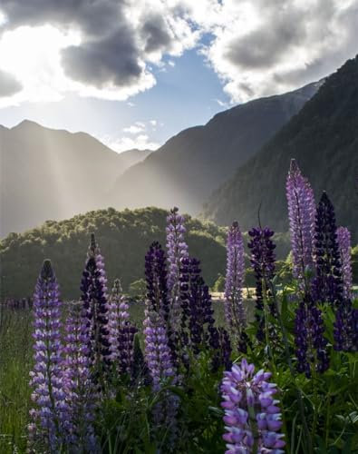 Puzzle 1000 Teile Puzzle für Erwachsene und Kinder ab 14 Jahren Puzzle für Wohnkultur-Lupinen, Blumen, Berge 70x50cm