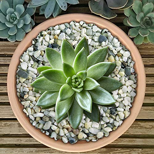 GardenersDream Premium Natural Plant Pot Garden Gravel - Natural Stones for Decoration (Nordic, 1kg)