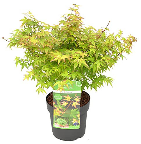 Bloomique - Acer Palmatum Little Princess - Japanischer Ahorn - Gartenpflanzen - Winterhart - 50-70 cm Hoch - Topf 19 cm