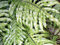Rippenfarn -Blechnum minus- 20 Sporen/Samen -Tropischer Zwergfarn für Terrarien-