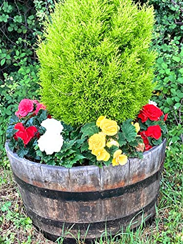 6 x Hardy Begonia Plants Mixed Colours (Plugs) Free UK Postage