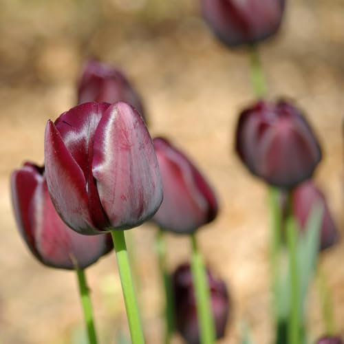 6 pcs tulpenzwiebeln bio - winterharte blumen bodendecker winterhart exotische pflanzen winterhart, gartenpflanzen blumenzwiebeln mehrjährig winterhart, tulpen zwiebeln, frühlingsblumen
