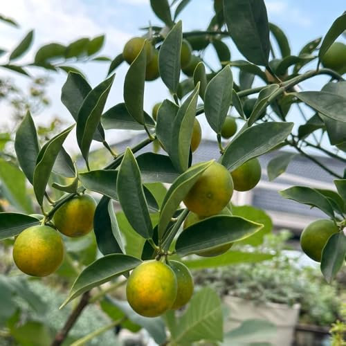 100 pcs Kumquat Baum Kaufen Samen, säulen obstbäume garten geschenk Citrus japonica, Kumquat Pflanze, zwergobstbäume zimmerpflanze obstbäume balkonpflanzen winterhart winterharte pflanzen