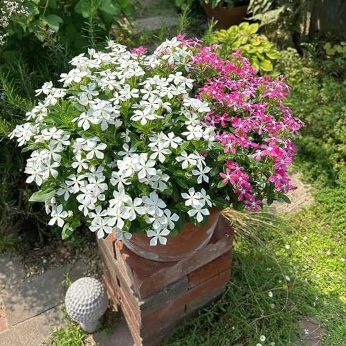 150 pcs kübelpflanzen winterhart immergrün samen, pflanzensamen geschenk wildflower summer,Catharanthus roseus,Seltene Pflanzen serie, bienenwiese saatgut mehrjährig winterhart wildblumen