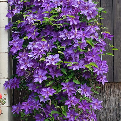 Bloomique - Clematis The President - Waldrebe - Lila - Kletterpflanzen - Gartenpflanzen - Winterhart - Höhe 50-70 cm - Topf 15 cm