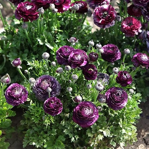 Ranunkel Aviv Lila | 10 Stück | Blumenzwiebel | Knolle | Schnittblume | Lila | 100% Blütegarantie | QFB Gardening | Bienenblume | Rarität