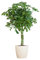 Schefflera Arb Nora - Birkenfeige - Zimmerpflanze + Topf Viber Weiß - 70cm - Ø21cm