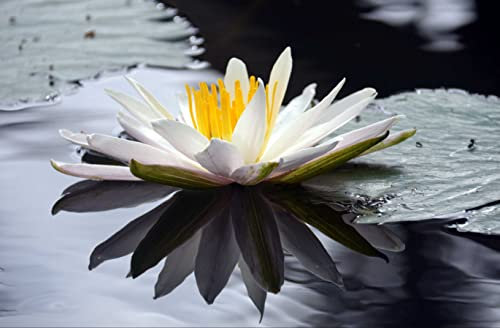 hansepuzzle 103833 - Lotus Puzzle 500 Teile - Natur Motiv mit hochwertiger Aufbewahrung: Kartonbox und wiederverschließbarem Beutel - Format 46 × 30 cm