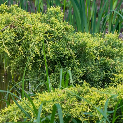 Juniperus x pfitzeriana 'King of Spring' Vibrant Golden Foliage Compact Conifer Ground Cover 2X 3 Litre Pots by Thompson and Morgan