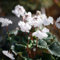 semi di ciclamino, ciclamino fiori selvatici da balcone fiore primaverile, semi di fiori selvatici piante in vaso resistenti all'esterno piante resistenti in vaso piante da giardino 75pcs