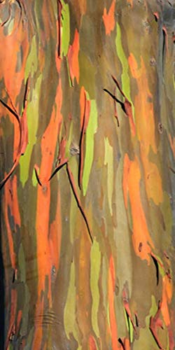 Regenbogenbaum - Eucalyptus deglupta (Bonsai geeignet)- 1000 Samen -