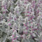 Plant World Seeds - Stachys Lanata Seeds