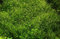 Tropica 1-2-GROW! Kleines Teichlebermoos/Riccia fluitans