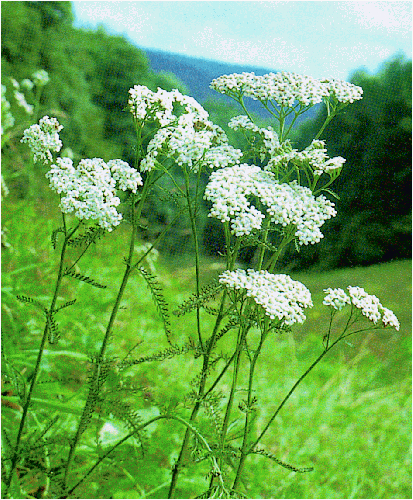 Seedeo Schafgarbe (Achillea millefolium) 200 Samen