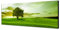 Augenblicke Wandbilder Keilrahmenbild Wandbild 150x50cm Landschaft Wiese Baum Wolkenschleier