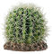 HOBBY Terraristik Kaktus Sonora M I 15 x 15 x 13 cm I Detailgetreu nachgebildet I Hochwertiges Material I Vollkommen unbedenklich für ihre Pfleglinge
