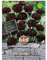 Blumensamen, Kornblume 'Black Beauty'