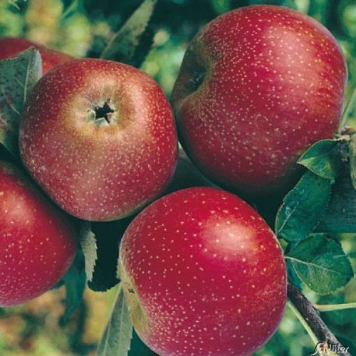 Apfel Roter Boskoop - Malus - Winterhart - Fruchtreife Oktober - Liefergröße circa 120cm im 5 Liter Container