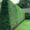 Liguster Ligustrum Vulgare 20 Samen