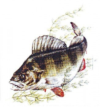 PVC Aufkleber Applikation - Fisch - Fische - Angler - ANGELN - 307137 - Gr. ca. 8 x 9 cm