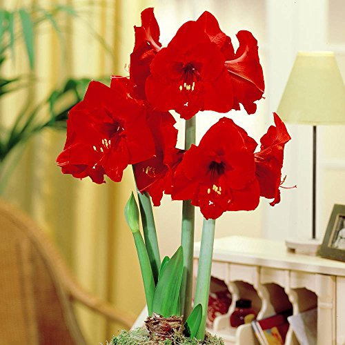 Amaryllis Red Lion - 1 flower bulb