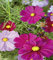 Schmuckkörbchen Cosmea farbenfrohe Mischung 120 cm Samen