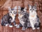 Natur-Fell-Shop Kuscheldecke Tagesdecke Decke Motiv Katzen I 160x200cm