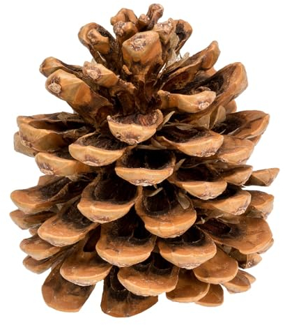 NaDeco Pinienzapfen Natur, 10 STK, 8-12cm | Pinus pinea | Pinien Zapfen | Tannenzapfen | Kiefernzapfen | Dekozapfen | Zapfendeko | Naturzapfen | Baumzapfen | Adventsdekoration | Weihnachtsdekoration