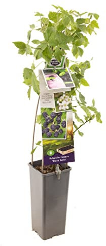 Planta Arbustiva deZarzamora Natural - Frutos del Bosque - Planta de Exterior